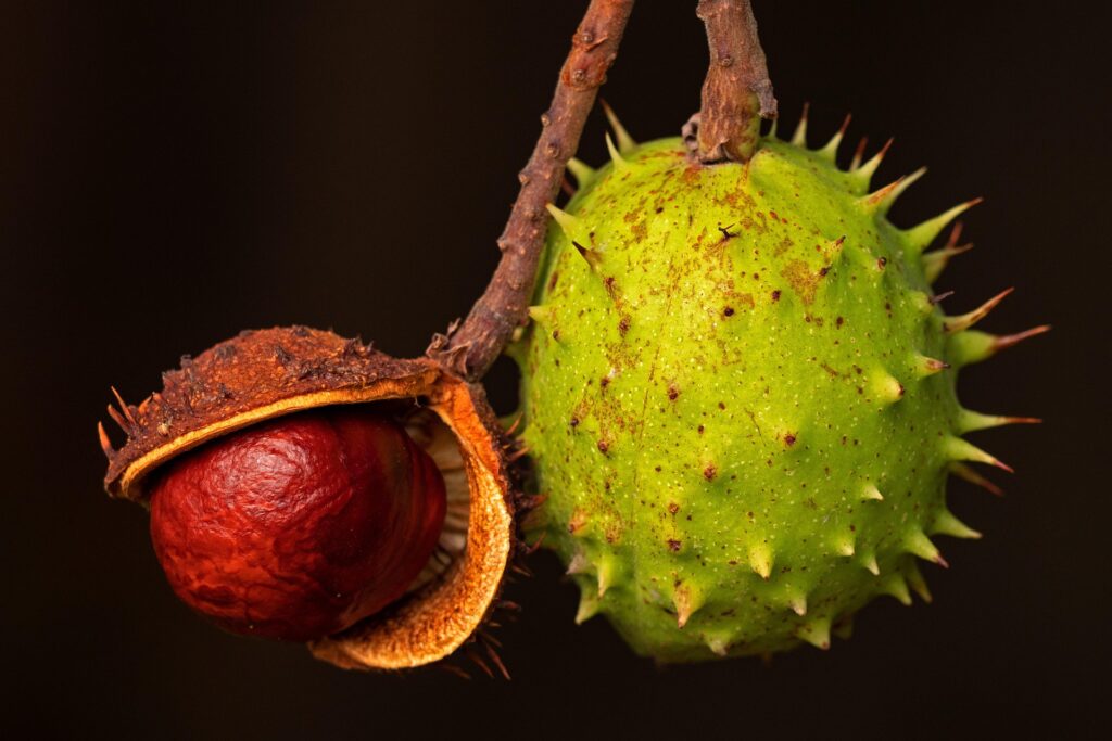 hbieser-chestnut-4460384_1920