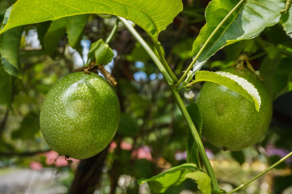 najibzamri-passion-fruit-5710220_1920